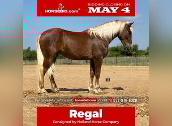 Cheval de trait Croisé, Hongre, 4 Ans, Alezan cuivré