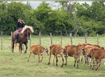 Cheval de trait Croisé, Hongre, 4 Ans, Alezan cuivré