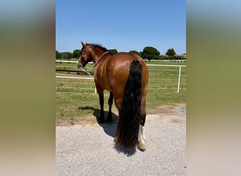 Cheval de trait Croisé, Hongre, 4 Ans, Bai cerise