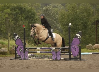 Cheval de trait Croisé, Hongre, 4 Ans, Buckskin
