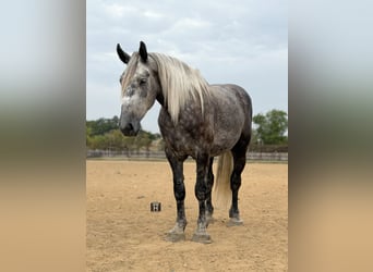Cheval de trait Croisé, Hongre, 4 Ans, Gris pommelé