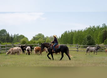 Cheval de trait Croisé, Hongre, 4 Ans, Gris