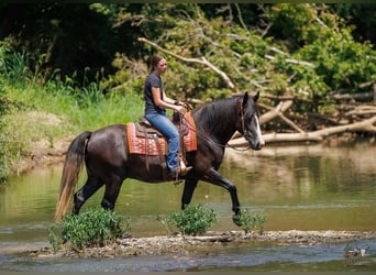 Cheval de trait Croisé, Hongre, 4 Ans, Gris