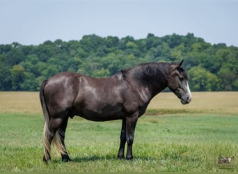 Cheval de trait Croisé, Hongre, 4 Ans, Gris