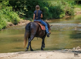 Cheval de trait Croisé, Hongre, 4 Ans, Gris