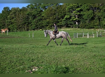 Cheval de trait Croisé, Hongre, 4 Ans, Gris