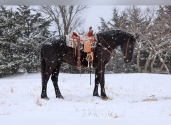 Cheval de trait Croisé, Hongre, 4 Ans, Noir