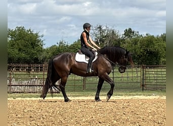 Cheval de trait Croisé, Hongre, 4 Ans, Noir