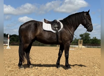 Cheval de trait Croisé, Hongre, 4 Ans, Noir