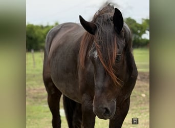 Cheval de trait Croisé, Hongre, 4 Ans, Noir