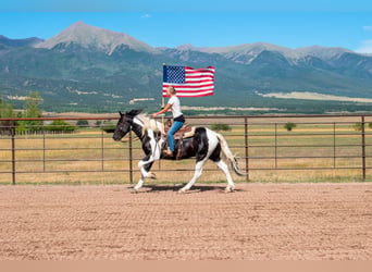 Cheval de trait Croisé, Hongre, 4 Ans, Pinto