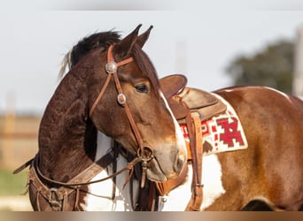 Cheval de trait Croisé, Hongre, 4 Ans, Pinto