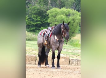 Cheval de trait Croisé, Hongre, 4 Ans, Rouan Bleu