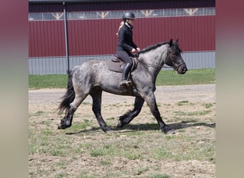 Cheval de trait Croisé, Hongre, 4 Ans, Rouan Bleu