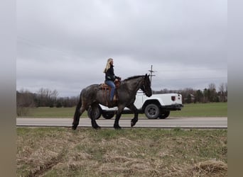 Cheval de trait Croisé, Hongre, 4 Ans, Rouan Bleu
