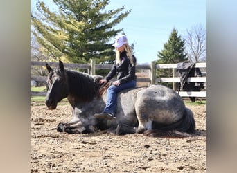 Cheval de trait Croisé, Hongre, 4 Ans, Rouan Bleu
