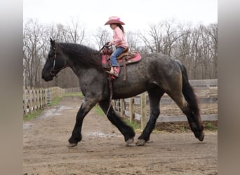 Cheval de trait Croisé, Hongre, 4 Ans, Rouan Bleu