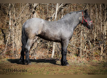 Cheval de trait, Hongre, 4 Ans, Rouan Bleu