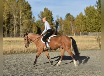 Cheval de trait Croisé, Hongre, 5 Ans, 142 cm, Buckskin