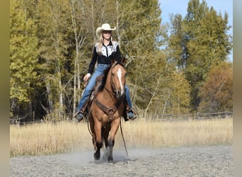 Cheval de trait Croisé, Hongre, 5 Ans, 142 cm, Buckskin