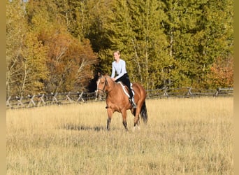 Cheval de trait Croisé, Hongre, 5 Ans, 142 cm, Buckskin