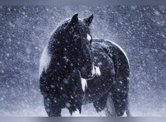 Cheval de trait Croisé, Hongre, 5 Ans, 145 cm, Pinto