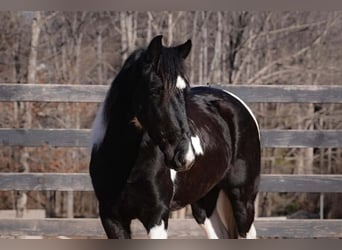 Cheval de trait Croisé, Hongre, 5 Ans, 145 cm, Pinto