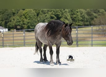 Cheval de trait Croisé, Hongre, 5 Ans, 145 cm, Rouan Bleu