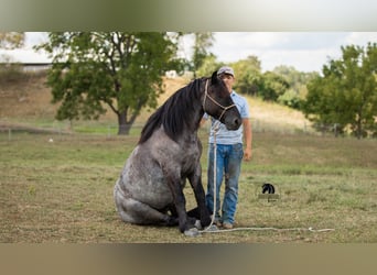 Cheval de trait Croisé, Hongre, 5 Ans, 145 cm, Rouan Bleu