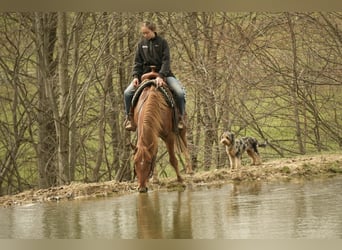 Cheval de trait Croisé, Hongre, 5 Ans, 147 cm, Alezan cuivré