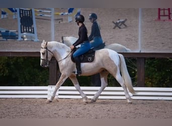 Cheval de trait Croisé, Hongre, 5 Ans, 147 cm, Pinto
