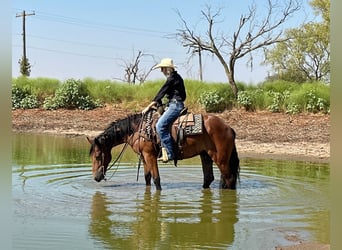 Cheval de trait, Hongre, 5 Ans, 150 cm, Bai cerise