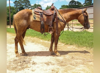 Cheval de trait, Hongre, 5 Ans, 150 cm, Bai