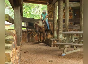 Cheval de trait, Hongre, 5 Ans, 150 cm, Bai