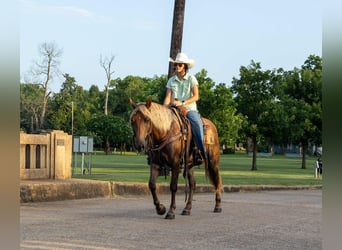 Cheval de trait, Hongre, 5 Ans, 150 cm, Bai