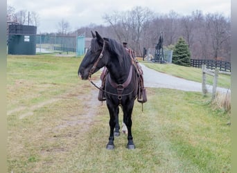 Cheval de trait Croisé, Hongre, 5 Ans, 150 cm, Noir