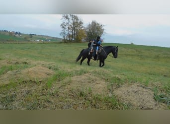 Cheval de trait Croisé, Hongre, 5 Ans, 150 cm, Noir