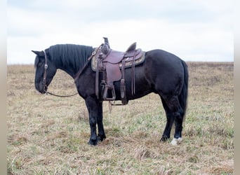 Cheval de trait Croisé, Hongre, 5 Ans, 150 cm, Noir