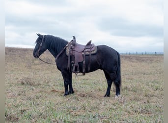 Cheval de trait Croisé, Hongre, 5 Ans, 150 cm, Noir
