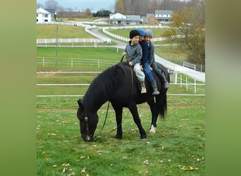 Cheval de trait Croisé, Hongre, 5 Ans, 150 cm, Noir