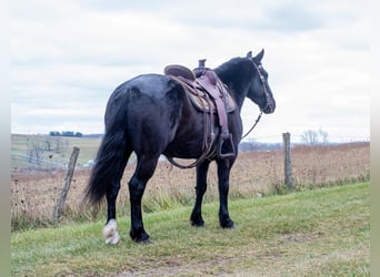 Cheval de trait Croisé, Hongre, 5 Ans, 150 cm, Noir