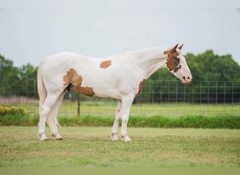 Cheval de trait Croisé, Hongre, 5 Ans, 152 cm, Alezan cuivré