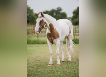 Cheval de trait Croisé, Hongre, 5 Ans, 152 cm, Alezan cuivré