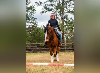 Cheval de trait Croisé, Hongre, 5 Ans, 152 cm, Bai cerise