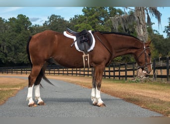 Cheval de trait Croisé, Hongre, 5 Ans, 152 cm, Bai cerise