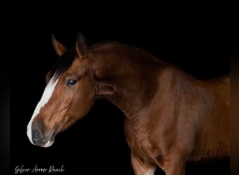 Cheval de trait Croisé, Hongre, 5 Ans, 152 cm, Bai cerise