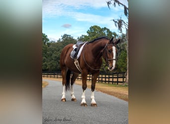 Cheval de trait Croisé, Hongre, 5 Ans, 152 cm, Bai cerise