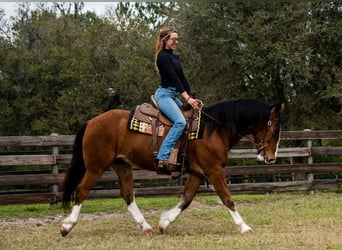 Cheval de trait Croisé, Hongre, 5 Ans, 152 cm, Bai cerise