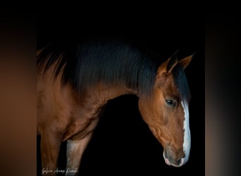 Cheval de trait Croisé, Hongre, 5 Ans, 152 cm, Bai cerise