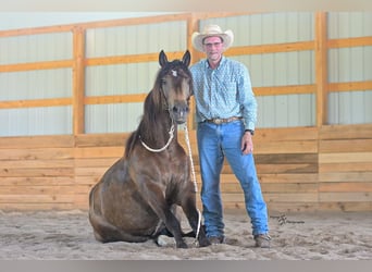 Cheval de trait Croisé, Hongre, 5 Ans, 152 cm, Buckskin